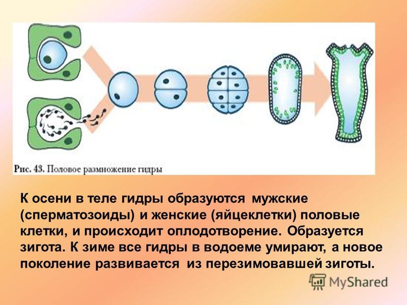 2krn сс