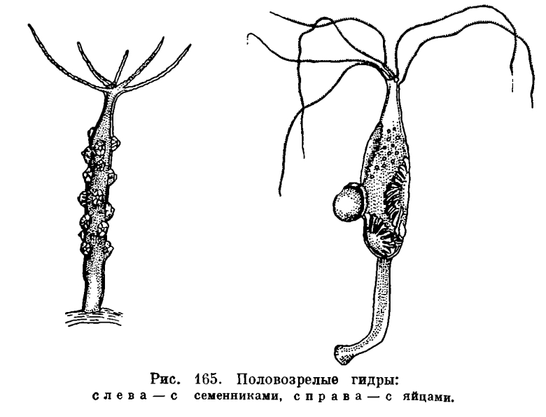 Кракен современный даркнет